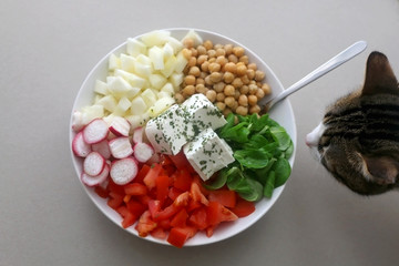 Curious cat looking at a bowl of salad. Top view.