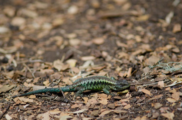 Orange-bellied lizard Liolaemus pictus in the Conguillio National Park.