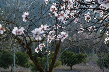 Flores de almendro sobre cielo azul