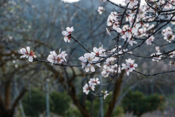 Flores de almendro sobre cielo azul