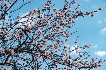 Flores de almendro sobre cielo azul
