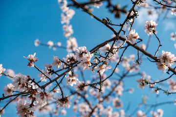 Flores de almendro sobre cielo azul