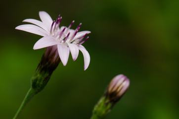 Fototapeta premium Flowers of Perezia recurvata in the Conguillio National Park.