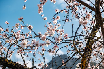 Flores de almendro sobre cielo azul