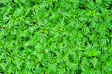 top view picture of natural green leaves background. 