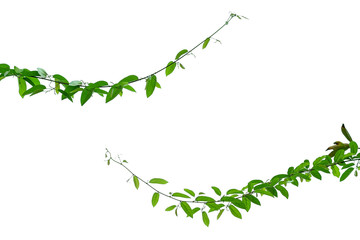 The vine with green leaves twisted separately on a white background.