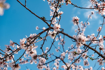 Flores de almendro sobre cielo azul