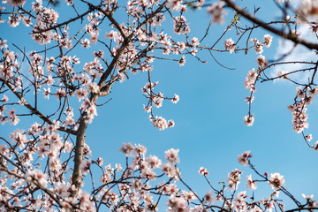 Flores de almendro sobre cielo azul