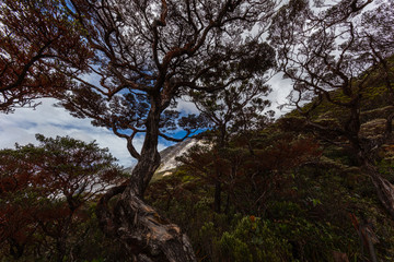 Climbing Mount Kinabalu, Sabah, Borneo, Malaysia. The highest mountain in south east Asia, near the city of Kota Kinabalu. From jungle at the foot of the mountain, to the barren vegetation at the peak