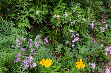 Flowers of Leucheria lithospermifolia and Peruvian lilies.