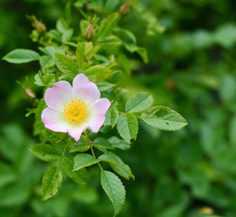 Wild pink rose in nature. Picture of wild pink rose in nature