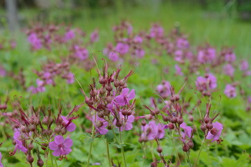 Obraz premium Rock Cranes-Bill, Hardy Geranium, Wild Geranium 'Czakor' (Geranium macrorrhizum)