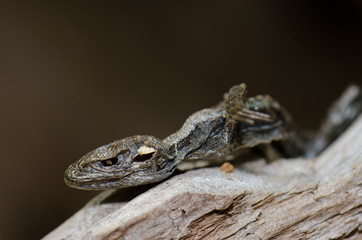 Dead orange-bellied lizard on a tree trunk.