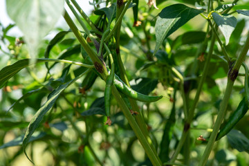 Closeup,young chili green growing on a branch in garden,fresh organic vegetables.