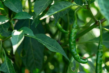 Closeup,young chili green growing on a branch in garden,fresh organic vegetables.