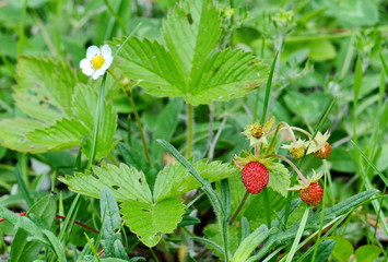 wild strawberry in a natural environment