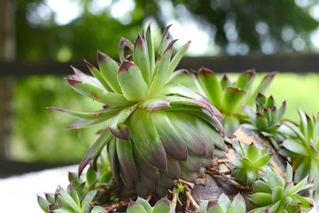Fototapeta premium Green succulent plant in a garden