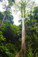 A huge tropical rainforest tree in the jungle of Borneo. Dipterocarpus tree in the rainforest of Sabah near the mount kinabalu. On a jungle tour off the trail through the deepest untouched rainforest 