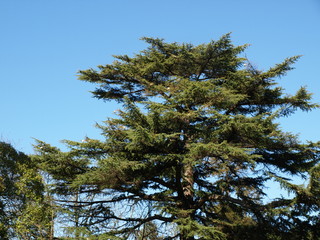 Cèdre du Liban Cedrus Libani