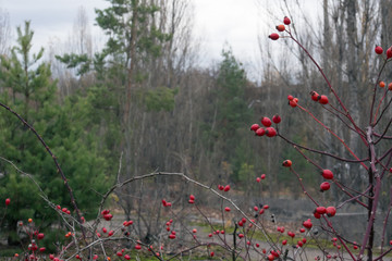 Rosehip bush in Pripyat in Chernobyl
