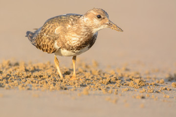 Ruddy turnstone (Arenaria interpres)