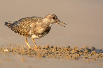 Ruddy turnstone (Arenaria interpres)