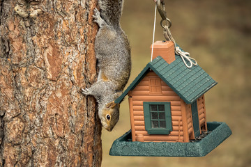 Squirrel gets food from the feeder.