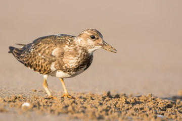 Ruddy turnstone (Arenaria interpres)