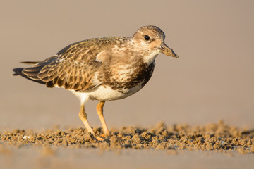 Ruddy turnstone (Arenaria interpres)