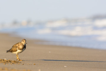 Ruddy turnstone (Arenaria interpres)