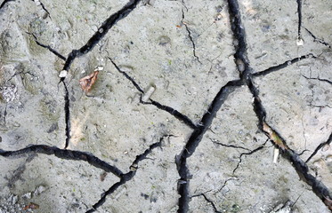 Obraz premium Close up of crack soil and muddy in the dry season textures, hot summer. Patterns and texture cracked soil of sunny dried earth soil, Drought of the ground. Dried cracked earth soil ground background