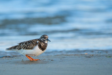 Ruddy turnstone (Arenaria interpres)