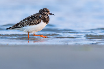 Ruddy turnstone (Arenaria interpres)