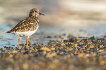 Ruddy turnstone (Arenaria interpres)