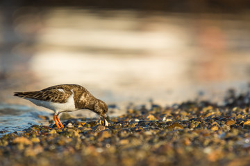 Ruddy turnstone (Arenaria interpres)