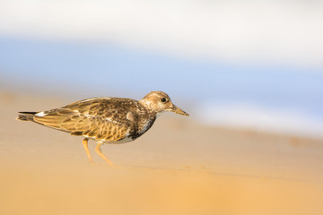 Ruddy turnstone (Arenaria interpres)
