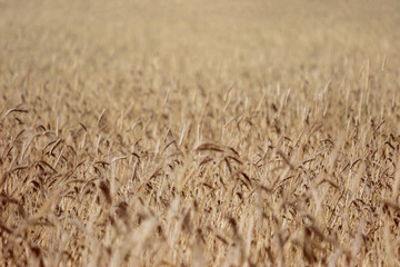 Solid yellow ripe wheat background.