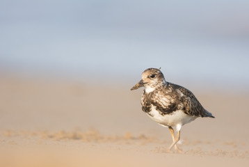 Ruddy turnstone (Arenaria interpres)