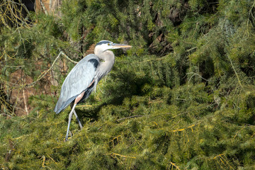 Heron on pine boughs.