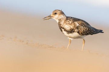 Ruddy turnstone (Arenaria interpres)