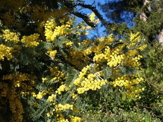 Mimosa février