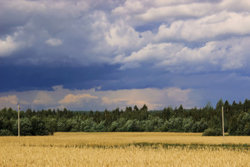 Obraz premium Stormy sky on a background of ripe yellow wheat in the field.