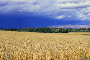 Stormy sky on a background of ripe yellow wheat in the field.
