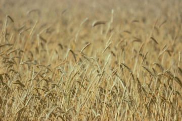 Solid yellow ripe wheat background.