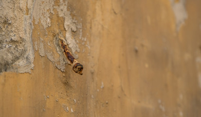 Rusty nail on an old wall