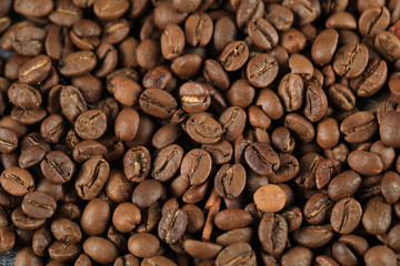 Fresh coffee beans for wholesale