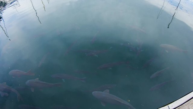 Common Carp And Striped Bass Looking For Food Near The Dock