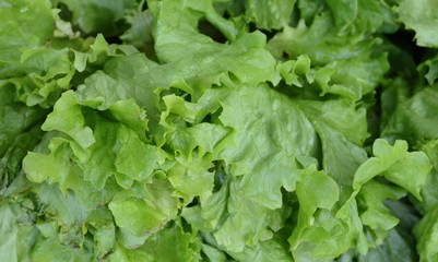 Fototapeta premium Salad at marketplace. Fresh green salad background.