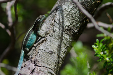 Male of orange-bellied lizard on a tree trunk.