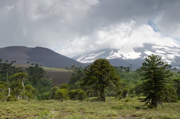 Foto op Canvas Llaima volcano covered by clouds and monkey puzzle trees. © Víctor